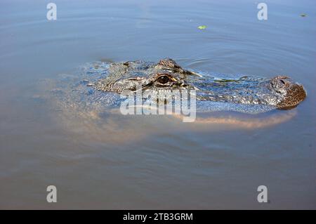 Alligatoren im Honey Island Swamp in der Nähe von New Orleans, Louisiana Stockfoto