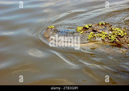 Alligatoren im Honey Island Swamp in der Nähe von New Orleans, Louisiana Stockfoto