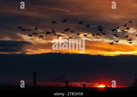 Brantgänse-Herdenflug im späten Licht Stockfoto