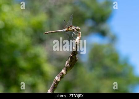 Makroaufnahme einer gewöhnlichen Dart-Libelle (Sympetrum striolatum) Stockfoto