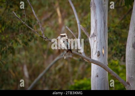 Foto eines australischen Kookaburra, der auf dem Zweig eines großen Gummibaums in einem Wald in den Blue Mountains in Australien sitzt Stockfoto