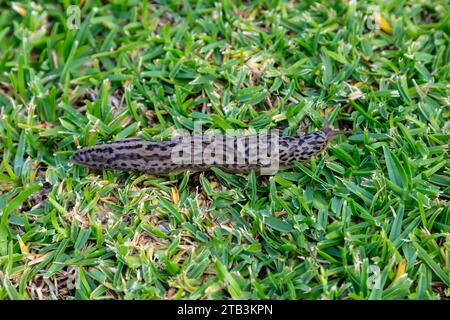 Foto eines großen Leopard Slug, der auf grünem Gras in einem Hausgarten in den Blue Mountains in Australien krabbelt Stockfoto