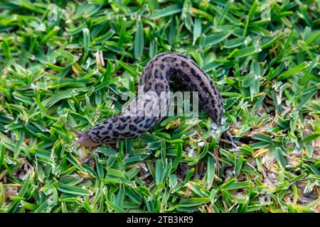 Foto eines großen Leopard Slug, der auf grünem Gras in einem Hausgarten in den Blue Mountains in Australien krabbelt Stockfoto