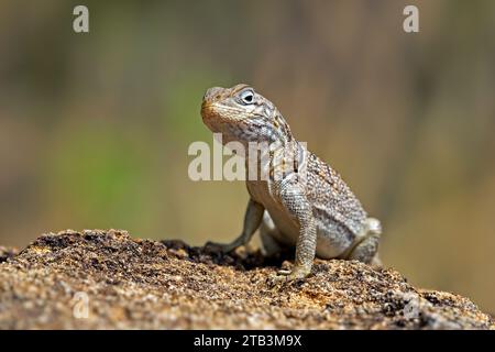 Merrems Madagaskar-SWIFT (Oplurus cyclurus), Madagaskar-Leguan aus dem südlichen und südwestlichen Madagaskar, Afrika Stockfoto