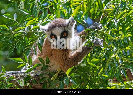 RingschwanzLemur (Lemur catta) in baumfressenden Blättern, Isalo Nationalpark, Region Ihorombe, Provinz Fianarantsoa, Madagaskar, Afrika Stockfoto