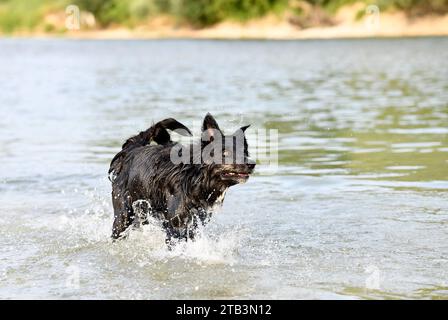Junger Border Collie, der im Sommer in einem Fluss schwimmt Stockfoto