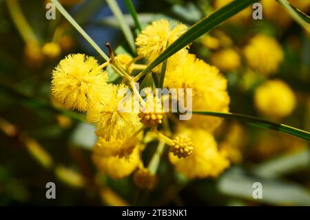 Nahaufnahme der goldenen Kranzflechte (Acacia saligna) Blumen Blütenstand (Teulada, Marina Alta, Alicante, Valencianische Gemeinschaft, Spanien) Stockfoto