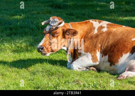Eine gefleckte weiße und braune Kuh schläft auf einer grünen Wiese unter der Sonne. Nahaufnahme. Stockfoto