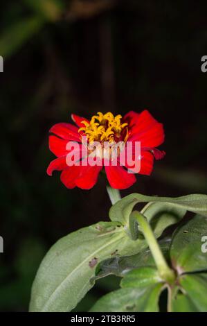 Nahaufnahme von gelben Zinnienblüten Stockfoto