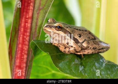 USA, Oregon, Bend, Rancho las Hierbas, USA, Oregon, Bend, Frog, Pacific Tree Frog, Pseudacris regilla Stockfoto