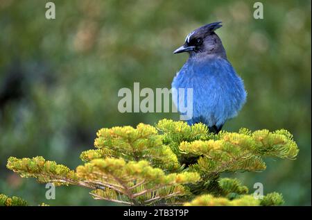 USA, Oregon, Bend, Rancho las Hierbas, Stellers Jay, Cyanocitta stelleri, Vogel, Vogelbeobachtung, Reisen, Natur Stockfoto