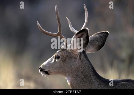 USA, Oregon, Bend, Rancho las Hierbas, Mule Deer, Odocoileus hemionus, Bock Stockfoto