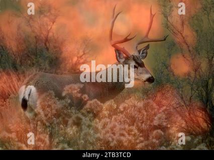 USA, Oregon, Bend, Rancho Las Hierbas, Odocoileus hemionus, Maultierhirsch, Buck, Stockfoto