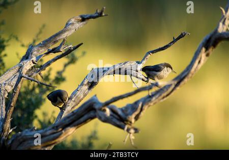 USA, Oregon, Bend, Rancho las Hierbas, Sitta pygmaea, Pygmy Nuthatch Stockfoto