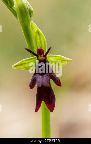 Fliegenorchidee (Ophrys insectifera), Orchidaceae. Wilde europäische Orchideen. Seltene Pflanze. Italien, Toskana. Stockfoto