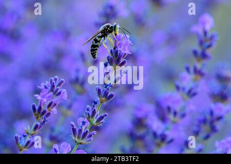 USA, Oregon, Bend, Rancho las Hierbas, Wasp Stockfoto