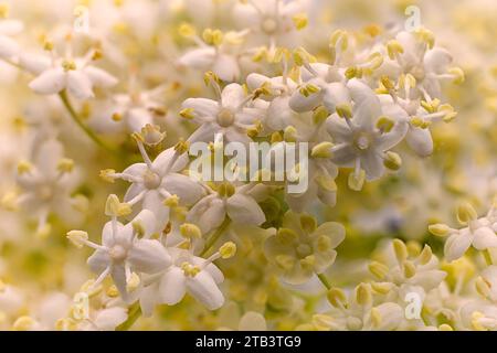 Schwarzer Holunder (Sambucus nigra), Caprifoliaceae. Feuchter Waldstrauch, weiße Blumen Stockfoto