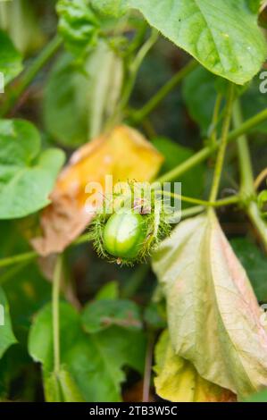 Ramusa-Frucht oder Passiflora foetida jung Stockfoto