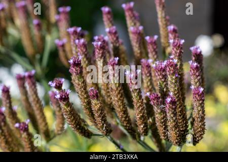 Nahaufnahme der blühenden Purptop-Vervain (Verbena bonariensis). Stockfoto