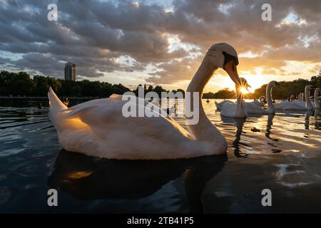 Ein Schwan bei Sonnenuntergang im Hyde Park Stockfoto