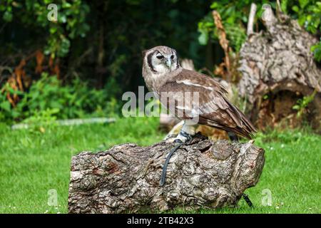 Verreauxsche Uhu (Ketupa lactea), auch bekannt als Milchadlereule oder Riesenadlereule in den Niederlanden Stockfoto