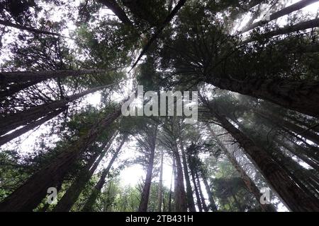 Redwood Trees, Dipsea Trail, Mill Valley, Marin County San Francisco, Kalifornien, USA Stockfoto