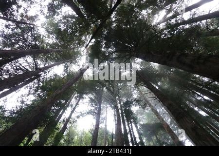 Redwood Trees, Dipsea Trail, Mill Valley, Marin County San Francisco, Kalifornien, USA Stockfoto