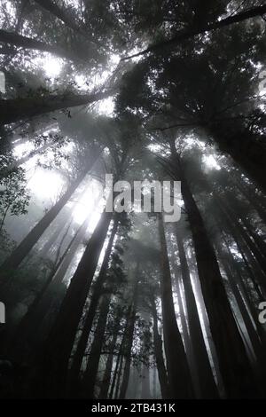 Redwood Trees, Dipsea Trail, Mill Valley, Marin County San Francisco, Kalifornien, USA Stockfoto