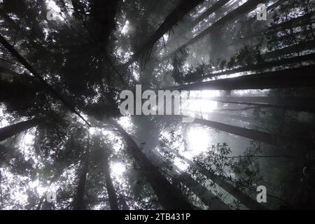 Redwood Trees, Dipsea Trail, Mill Valley, Marin County San Francisco, Kalifornien, USA Stockfoto