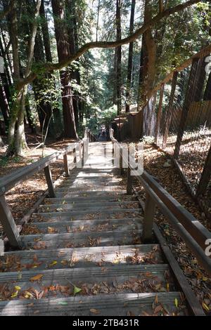 Die 670 Dipsea Steps am Anfang des historischen Weges vom Mill Valley nach Stinson Beach, Mill Valley, San Francisco, Kalifornien, USA Stockfoto