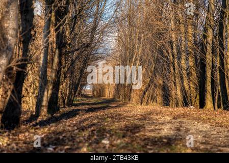 Herbstfarben leuchtende Blätter in der Allee der Buchen Stockfoto