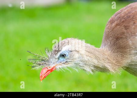 Das rotbeinige Seriema (Cariama cristata), auch bekannt als das Wappen-Kariama während des Fotoworkshops in Berkel Stockfoto