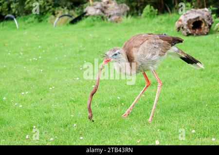 Das rotbeinige Seriema (Cariama cristata), auch bekannt als das Wappen-Kariama während des Fotoworkshops in Berkel Stockfoto