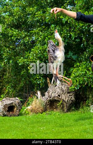 Das rotbeinige Seriema (Cariama cristata), auch bekannt als das Wappen-Kariama während des Fotoworkshops in Berkel Stockfoto