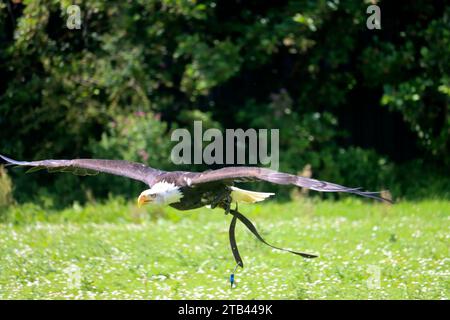 Ein junger amerikanischer Weißkopfseeadler fliegt während eines Fotoworkshops in den Niederlanden Stockfoto