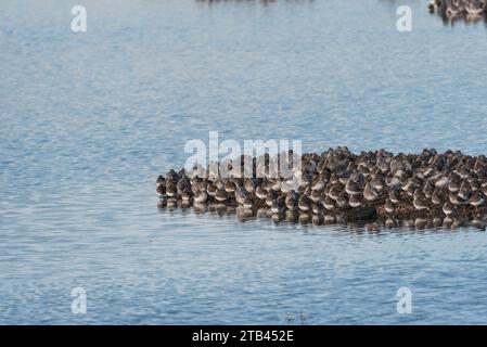 Ruhende gemischte Watvögel (hauptsächlich Dunlin, Knot und Ringed Plover) bei Flut in Leigh on Sea, Essex Stockfoto