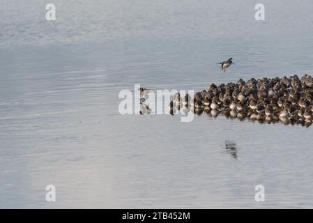 Ruhende gemischte Watvögel (hauptsächlich Dunlin, Knot und Ringed Plover) bei Flut in Leigh on Sea, Essex Stockfoto