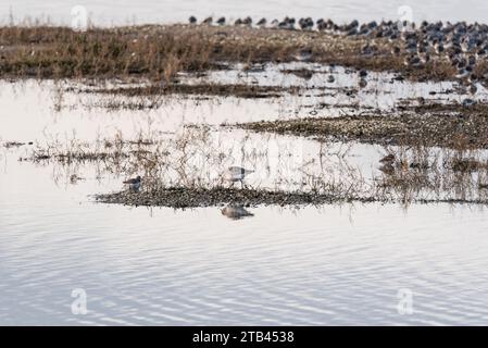 Suche nach grauem Plover (pluvialis squatarola) in Leigh on Sea, Essex Stockfoto