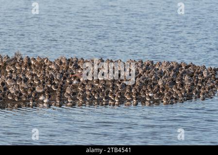 Ruhende gemischte Watvögel (hauptsächlich Dunlin, Knot und Ringed Plover) bei Flut in Leigh on Sea, Essex Stockfoto