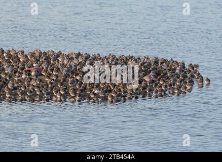 Ruhende gemischte Watvögel (hauptsächlich Dunlin, Knot und Ringed Plover) bei Flut in Leigh on Sea, Essex Stockfoto