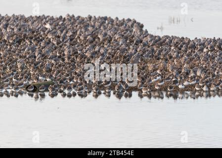 Ruhende gemischte Watvögel (hauptsächlich Dunlin, Knot und Ringed Plover) bei Flut in Leigh on Sea, Essex Stockfoto