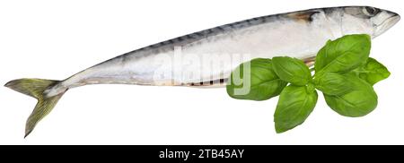 Atlantische Makrele mit frischen Basilikumblättern Stockfoto