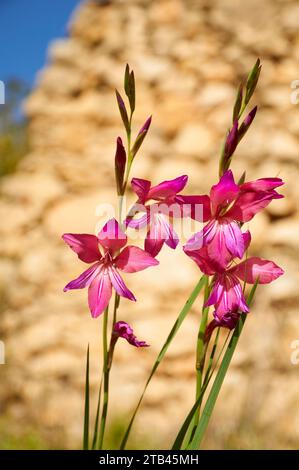 Nahaufnahme der Blütenstände der Gemeinen Maisflagge (Gladiolus communis) (Teulada, Marina Alta, Alicante, Valencia, Spanien) Stockfoto