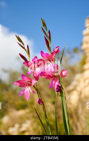 Nahaufnahme der Blütenstände der Gemeinen Maisflagge (Gladiolus communis) (Teulada, Marina Alta, Alicante, Valencia, Spanien) Stockfoto