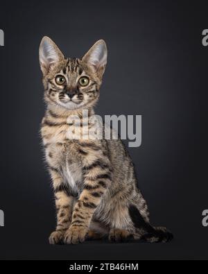 Niedliches gepunktetes F6 Savannah Katzenkätzchen, das gerade auf der Seite sitzt. Blick auf die Kamera mit grünlichen Augen. Isoliert auf schwarzem Hintergrund. Stockfoto