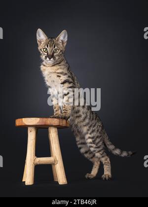 Niedliches gepunktetes F6 Savannah Katzenkätzchen, seitlich stehend mit Vorderpfoten auf dem kleinen Hocker. Blick auf die Kamera mit grünlichen Augen. Isoliert auf einer Blase Stockfoto