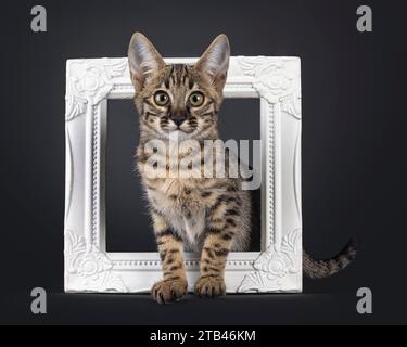 Niedliches gepunktetes F6 Savannah Katzenkätzchen, stehend durch weißen Bilderrahmen. Blick auf die Kamera mit grünlichen Augen. Isoliert auf schwarzem Hintergrund. Stockfoto