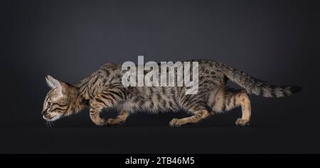 Niedliches gepunktetes F6 Savannah Katzenkätzchen, das seitlich in Jagdposen läuft. Blick nach vorne von der Kamera aus. Isoliert auf schwarzem Hintergrund. Stockfoto