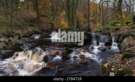 Ein rauschender Bach durch herbstliche Wälder im Peak District National Park, Großbritannien Stockfoto