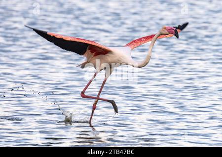 Ein großer Flamingo startet in den Gewässern des Camargue-Nationalparks, Frankreich Stockfoto